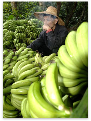http://www.mises.org/images4/ChineseBananas.jpg